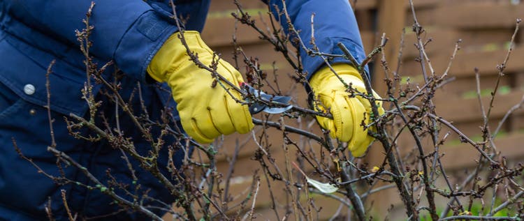 Pruning currant bushes in autumn. Garden work. The pruner in the hands of the gardener.