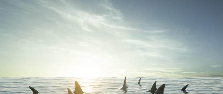 Shark fin above water with sun