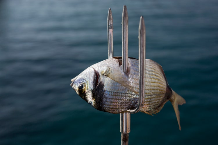 Sea bream and harpoon