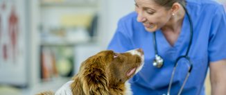 Female vet with a sheep dog