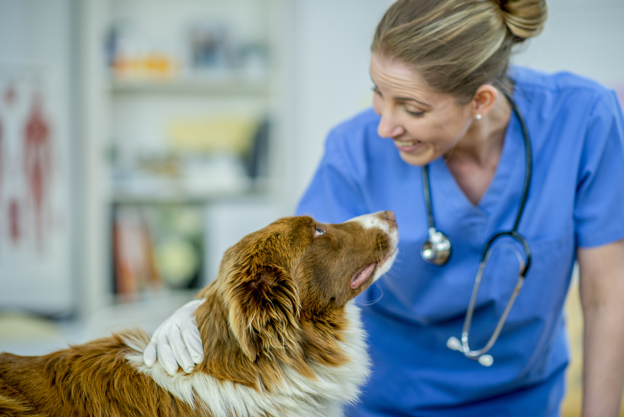 Online reputation management for veterinarians ReputationDefender