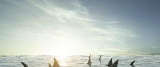 Shark fin above water with sun