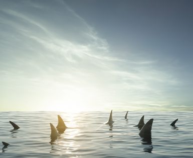 Shark fin above water with sun